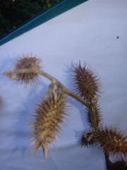 Xanthium