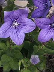 Platycodon