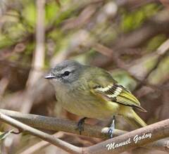 Phylloscartes ventralis