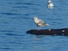 Larus brachyrhynchus