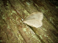 Epirrita viridipurpurescens