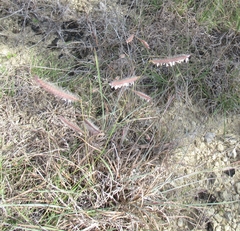 Bouteloua pectinata