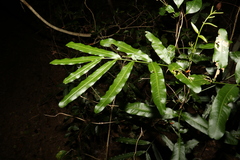 Atalaya multiflora