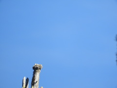 Acroscyphus sphaerophoroides