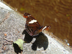 Catonephele numilia