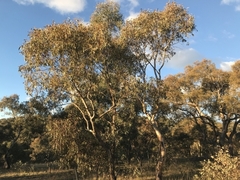 Eucalyptus blakelyi