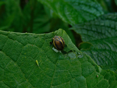 Epilachna clandestina