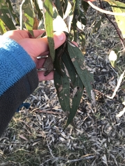 Eucalyptus blakelyi