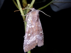 Eupsilia unipuncta