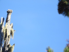 Acroscyphus sphaerophoroides