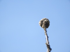 Acroscyphus sphaerophoroides