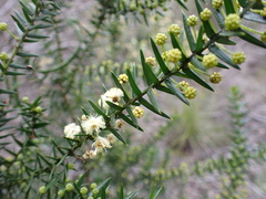 Acacia rupicola