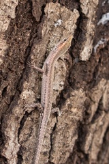 Cryptoblepharus