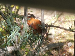 Ailurus fulgens