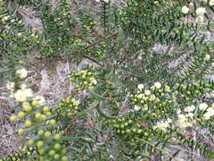 Acacia rupicola
