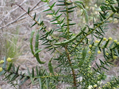 Acacia rupicola
