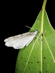 Epirrita viridipurpurescens