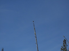 Acroscyphus sphaerophoroides