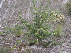 Acacia rupicola