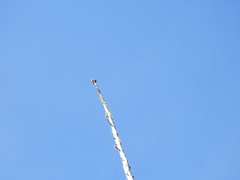 Acroscyphus sphaerophoroides