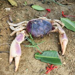 Gecarcinus lateralis