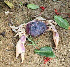 Gecarcinus lateralis