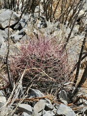Hamatocactus hamatacanthus
