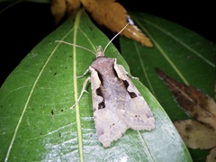 Sugitania lepida