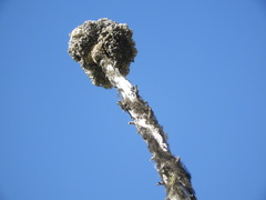 Acroscyphus sphaerophoroides