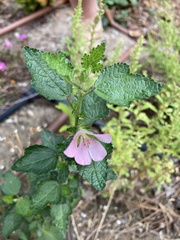 Anisodontea