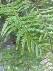 Pteridium esculentum