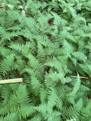 Amauropelta noveboracensis