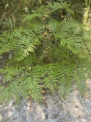 Pteridium esculentum