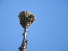 Acroscyphus sphaerophoroides