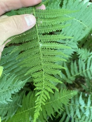 Amauropelta noveboracensis