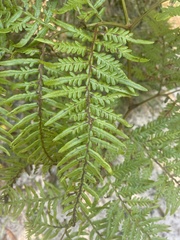 Pteridium esculentum