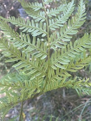 Pteridium esculentum