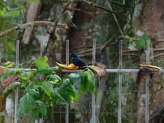 Euphonia pectoralis