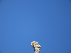 Acroscyphus sphaerophoroides