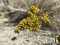 Solidago spectabilis
