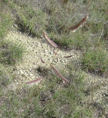 Bouteloua pectinata