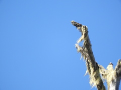 Acroscyphus sphaerophoroides