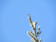 Acroscyphus sphaerophoroides