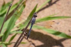 Orthetrum caledonicum
