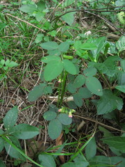 Oxalis barrelieri