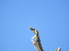 Acroscyphus sphaerophoroides