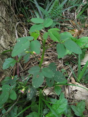 Oxalis barrelieri