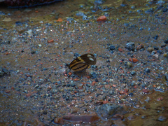 Heliconius ethilla narcaea