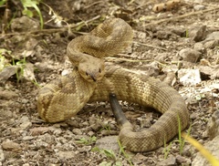 Crotalus molossus molossus