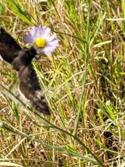 Erynnis funeralis